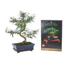 Set Zimmerbonsai 10 Jahre + LEGO Bonsai