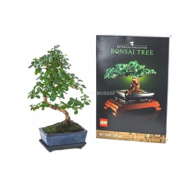 Set Zimmerbonsai 6 Jahre +...