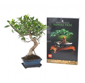 Set Zimmerbonsai 6 Jahre + LEGO Bonsai