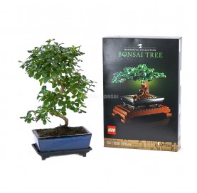 Set Zimmerbonsai 8 Jahre + LEGO Bonsai