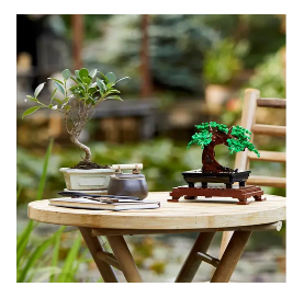 Indoor Bonsai 6 years + Lego Bonsai Kit