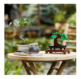 Set Zimmerbonsai 6 Jahre + LEGO Bonsai