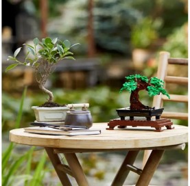 Set Zimmerbonsai 10 Jahre + LEGO Bonsai