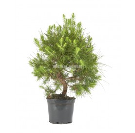 Pinus halepensis. Prebonsaï 8 ans. Pin d'Alep ou Pin blanc