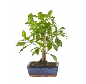 Durantha repens. Bonsaï 7 ans. Vanillier de Cayenne ou Durante