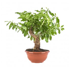 Durantha repens. Bonsai 17...