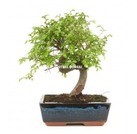 Zelkova parvifolia. Bonsai...