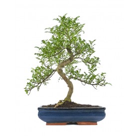 Zanthoxylum piperitum. Bonsai 20 years. Aromatic Pepper Tree, Chinese pepper or Szechuan pepper