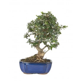 Olea europaea sylvestris. Bonsai 12 Jahre. Wildolive