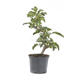 Malus Sargentii. Prebonsai...