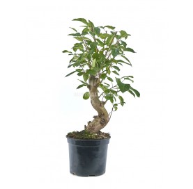 Malus sp. Prebonsai 15 Jahre. Zierapfel