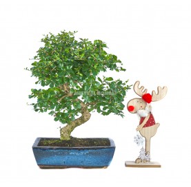 Bonsai Set Rudolph....