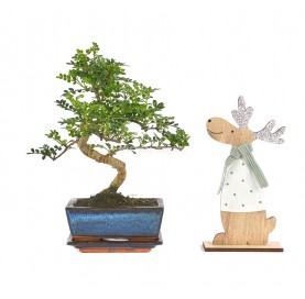 Lapland Bonsai Pack. Indoor...