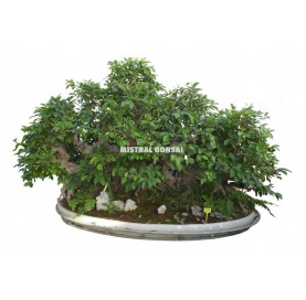 Bonsai-Exemplar Ficus retusa 109 Jahre alt