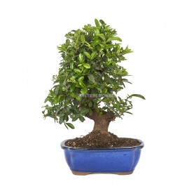 Pyracantha sp. Bonsai 15 years. Firethorn