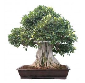 Bonsái ejemplar Ficus retusa de 128 años