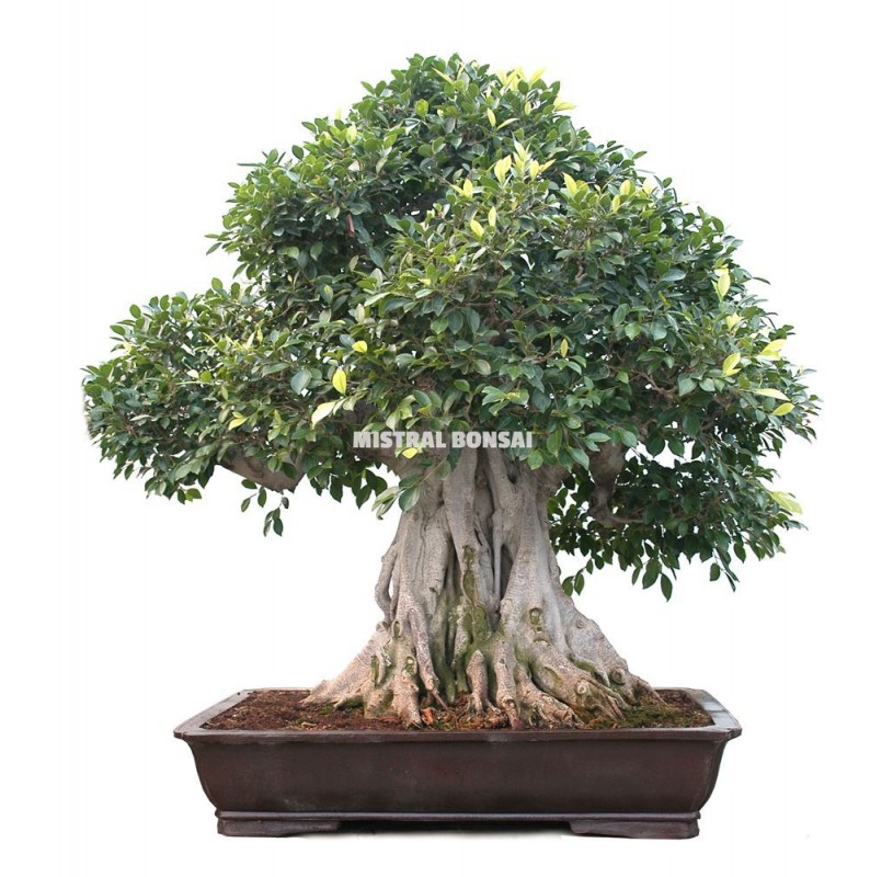 Bonsai specimen Ficus retusa, 128 years