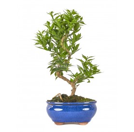 Citrus myrtifolia. Bonsai 8...