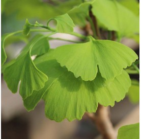 Ginkgo biloba. Prebonsaï 12 ans. Arbre aux quarante écus ou Arbre aux abricots d'argent