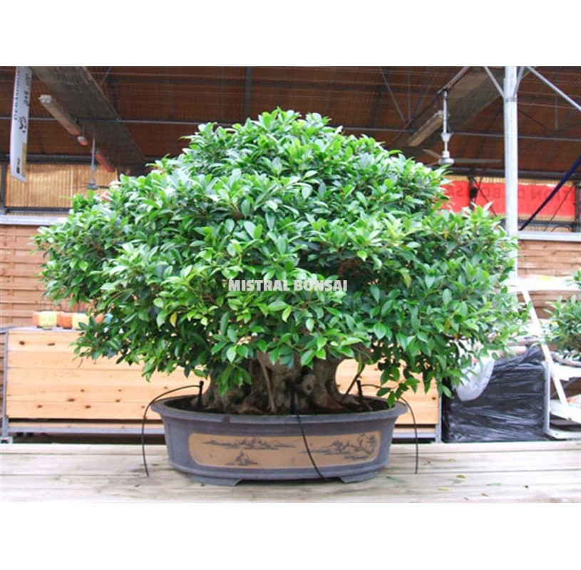 Bonsai-Exemplar Ficus retusa 95 Jahre alt
