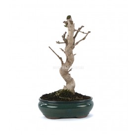 Ginkgo biloba. Bonsai 23 Jahre. Ginkgo.