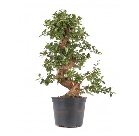 Pyracantha. Prebonsai 15...