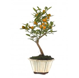 Citrus kinzu. Bonsai 7...