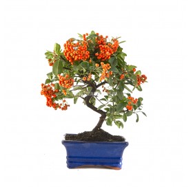 Pyracantha. Bonsái 7 años....