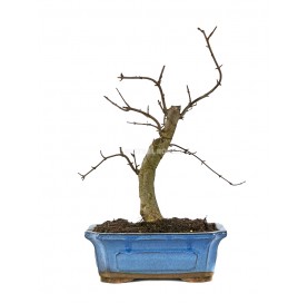 Acer buergerianum. Bonsai...