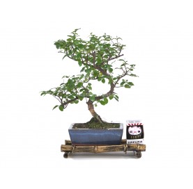 Set Neue Vorsätze. 6 Jahre alter Bonsai + Schwarzer Daruma