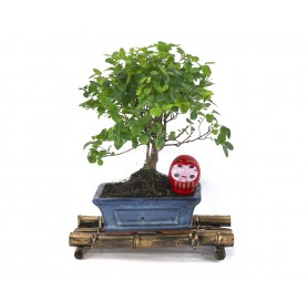 Set Neue Vorsätze. Bonsai 5 Jahre + Roter Daruma