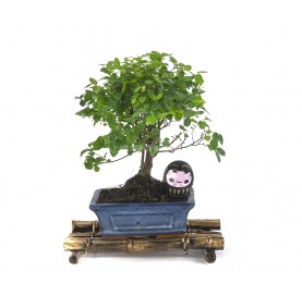 Set Neue Vorsätze. 5 Jahre alter Bonsai + Schwarzer Daruma