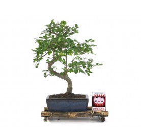 Set Neue Vorsätze. Bonsai 6...