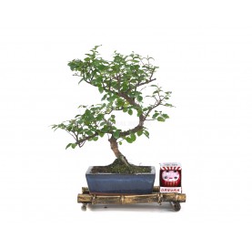 Set Neue Vorsätze. Bonsai 6 Jahre + Roter Daruma