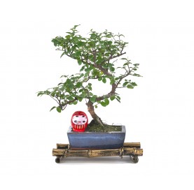 Set Neue Vorsätze. Bonsai 6 Jahre + Roter Daruma