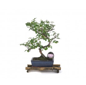 Set Neue Vorsätze. 6 Jahre alter Bonsai + Schwarzer Daruma