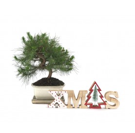 Kit Pinus Navideño. Bonsái 7 años. Pino carrasco