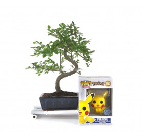 Kit Bonsaï intérieur 6 ans + Funko Pop Pikachu