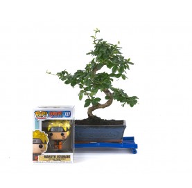 Kit Indoor Bonsai 8 years + Funko Pop Naruto