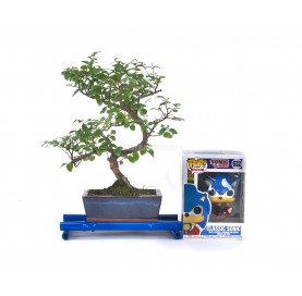 Kit Indoor Bonsai 6 years +...