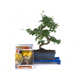 Kit Indoor Bonsai 8 years +...