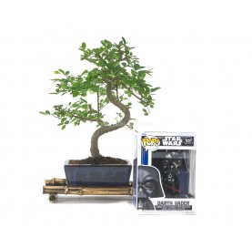 Bonsai 6 Jahre alt + Funko...