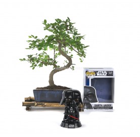 Kit Bonsaï intérieur 6 ans + Funko Pop Darth Vader