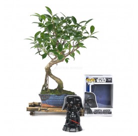 Kit Bonsái interior 6 años + Funko Pop Darth Vader