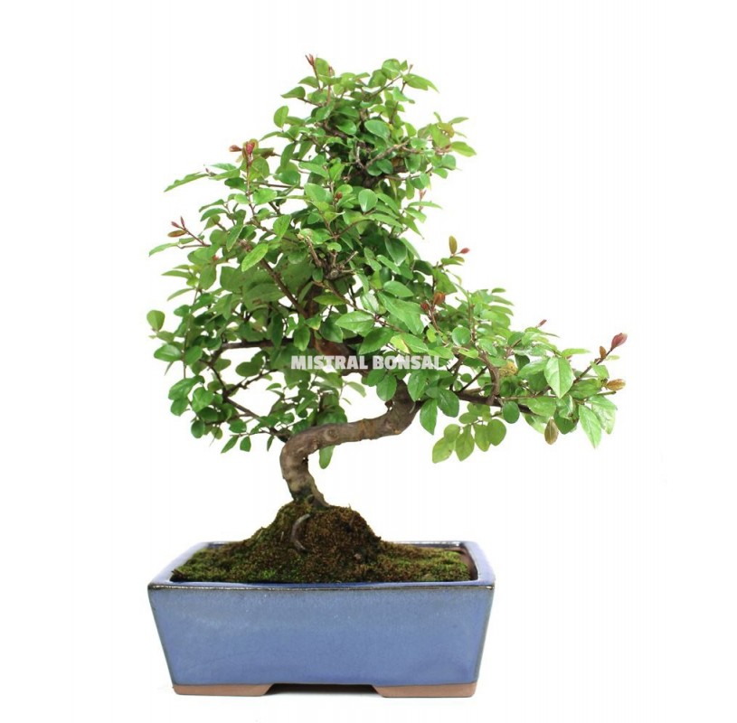 Le bonsaï : tout connaître sur l'arbre venu d'Asie - Marie Claire