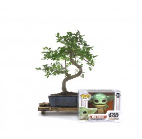 Bonsai 6 Jahre alt + Funko...