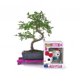 Bonsai 6 Jahre alt + Funko...