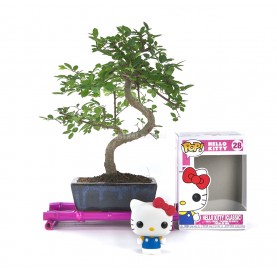 Set Zimmerbonsai 6 Jahre + Funko Pop Hello Kitty