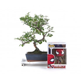 Kit Bonsaï intérieur 6 ans + Funko Pop Spider-Man