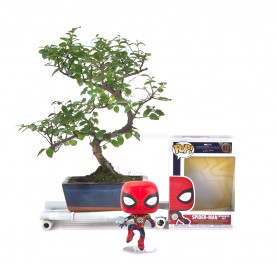 Kit Bonsaï intérieur 6 ans + Funko Pop Spider-Man